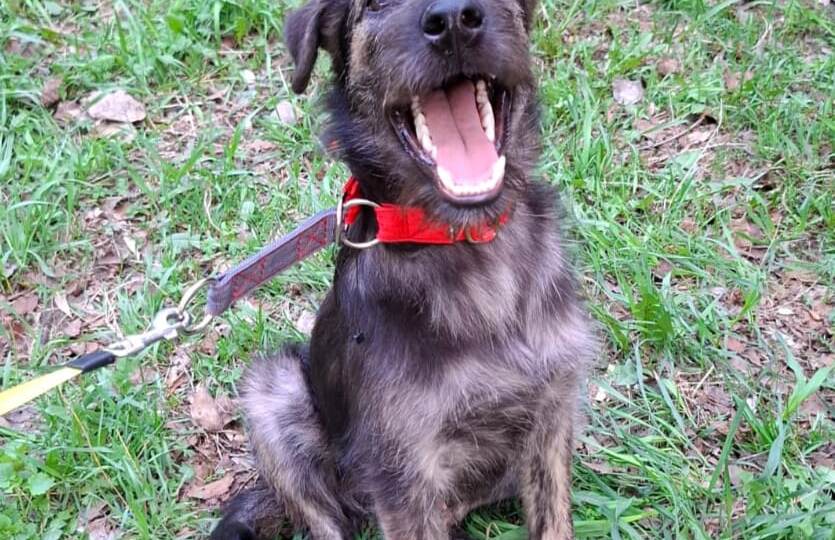 «Пожалуйста, заберите щенков. Они у меня погибнут»