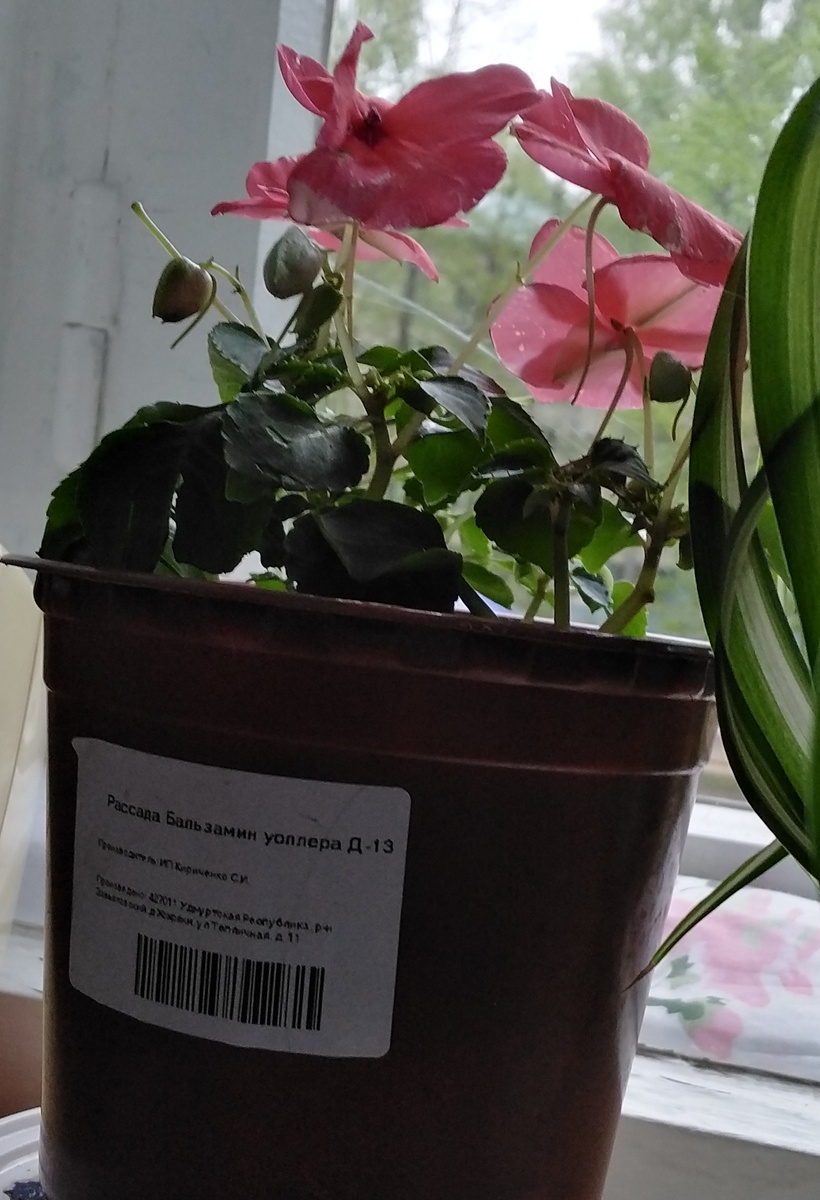 Он ещё разрастется🙂