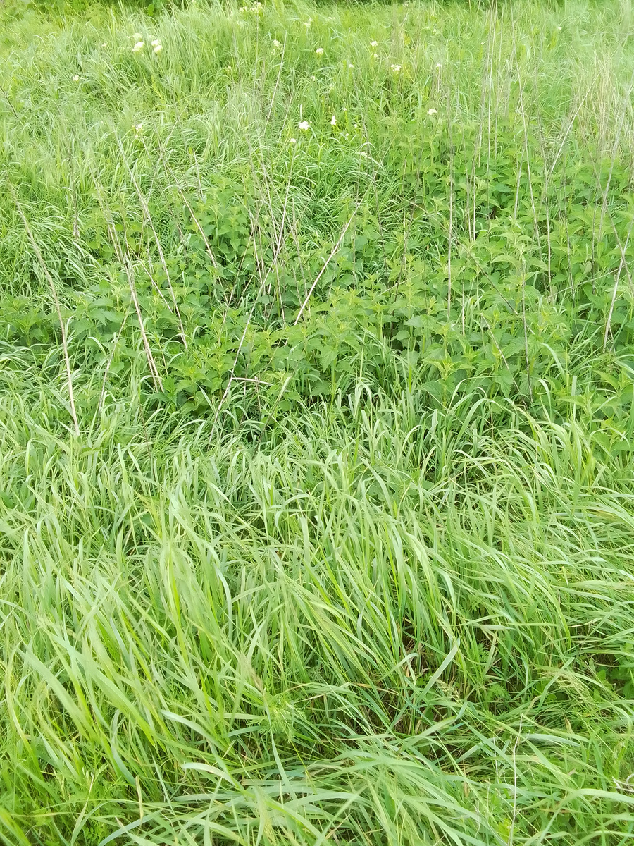 Яма заросла травой, её почти не видно. 