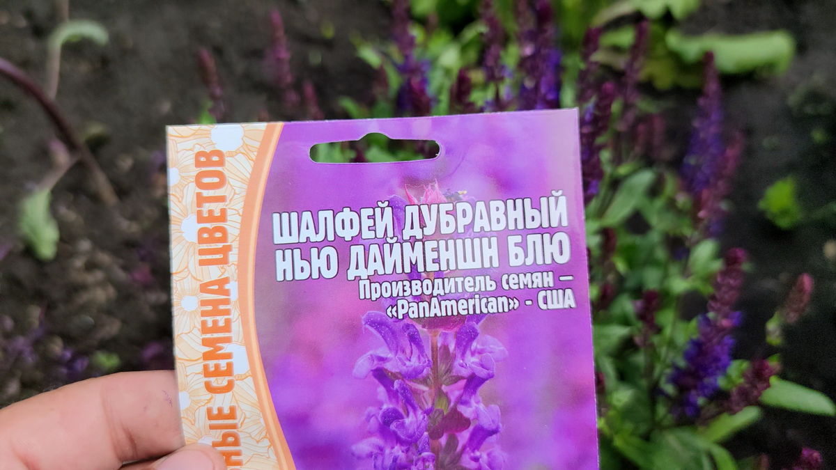 Salvia nemorosa - New Dimension Blue