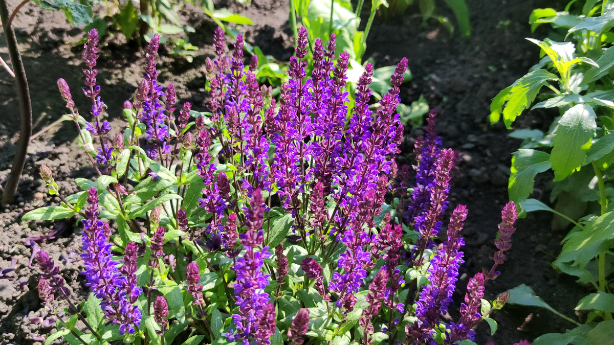 Salvia nemorosa - New Dimension Blue
