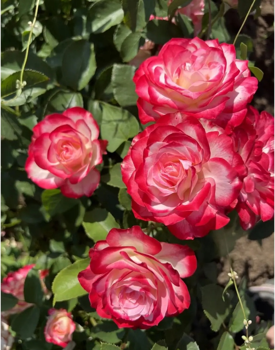 Надеюсь, получится 🤞