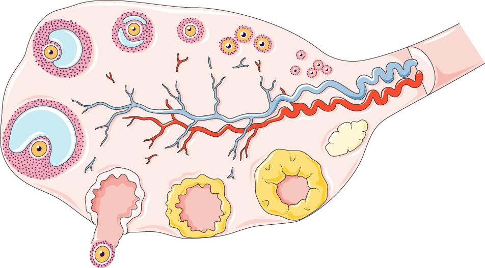 Biomechanical properties of ovarian tissue and their impact on the activation of follicular growth: a narrative review Vasse, Joséphine et al. Reproductive BioMedicine Online, Volume 50, Issue 3, 104450