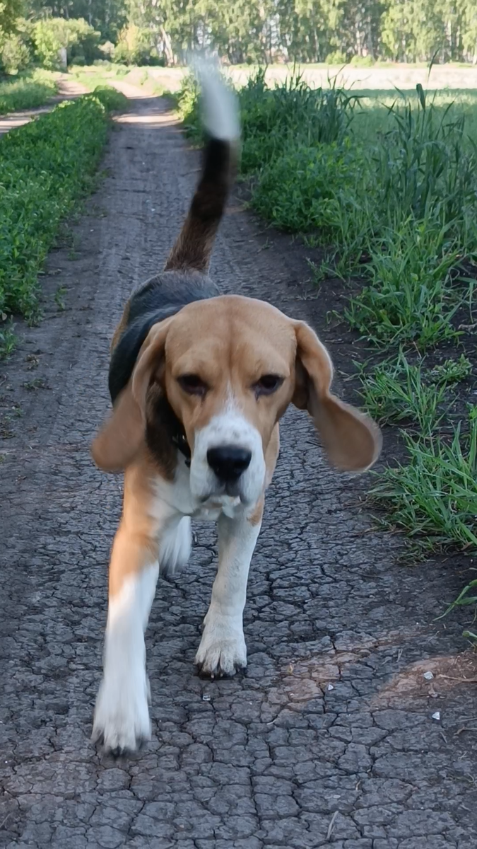 Стоп-кадр из видео. Просто сделать фото можно только со спящим биглем... 