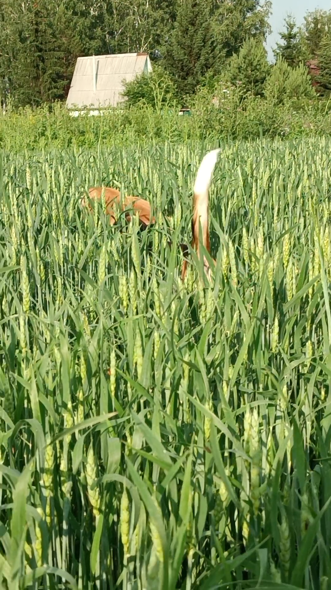 Тут ещё видно голову, издалека виден только хвост