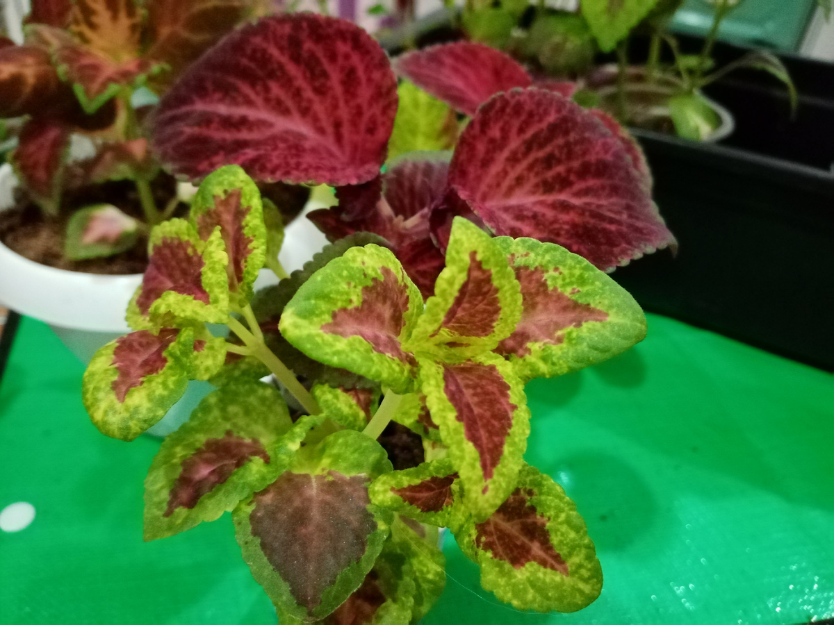 семенные колеусы/фото автора