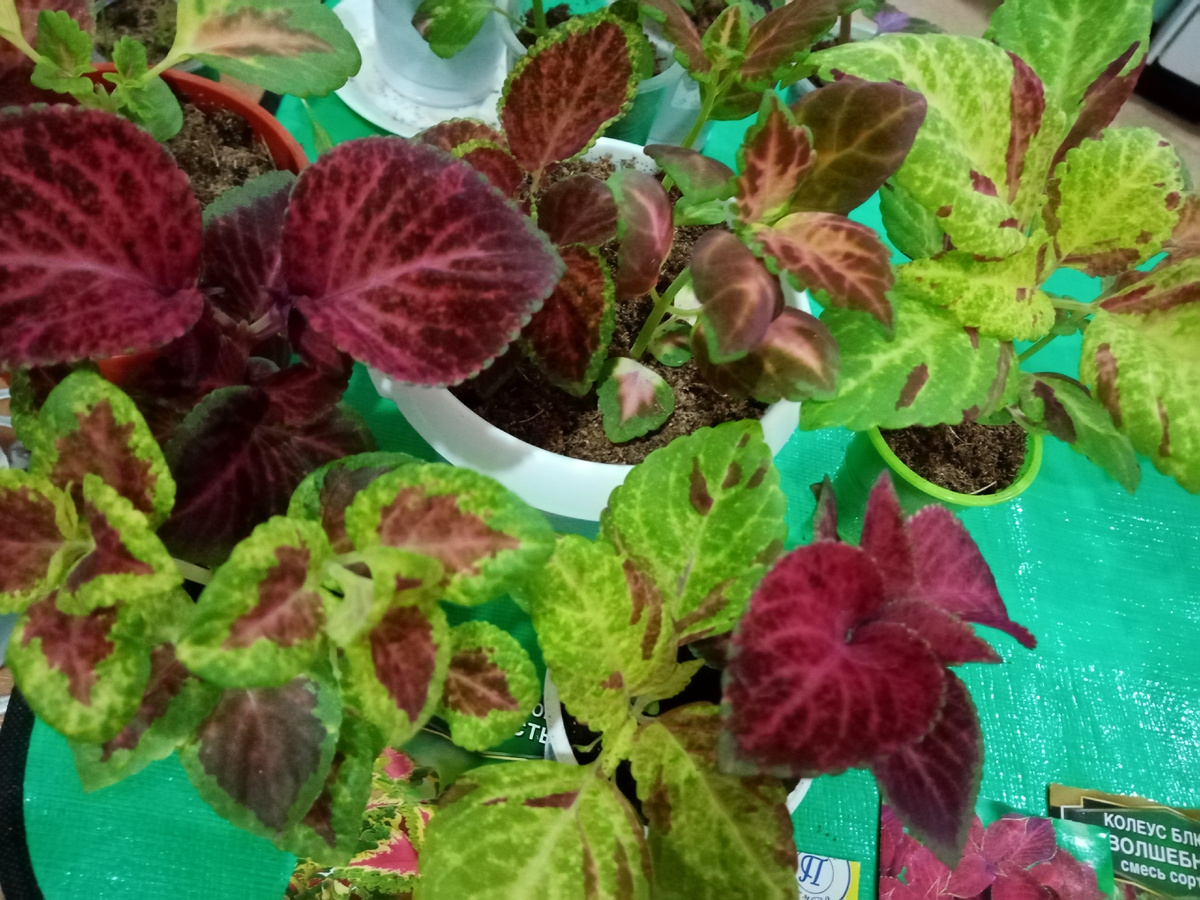 колеусы в рассадде возраст 3 месяца/фото автора