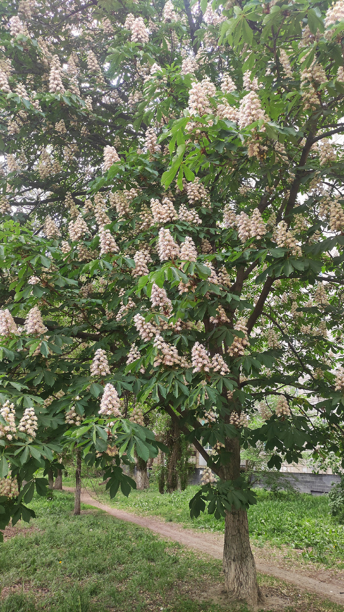 Просто каштан на ул. Таращанцев