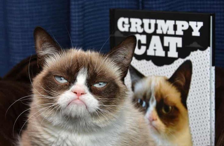 Grumpy Cat