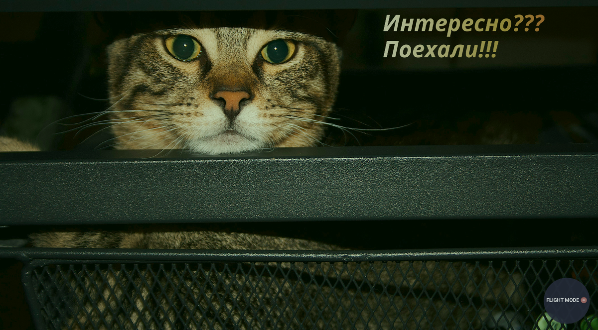 Да, домашние питомцы любят чемоданы, могут сладко там уснуть) Так и хочется в рейс взять в качестве антидепрессанта🐈!!!