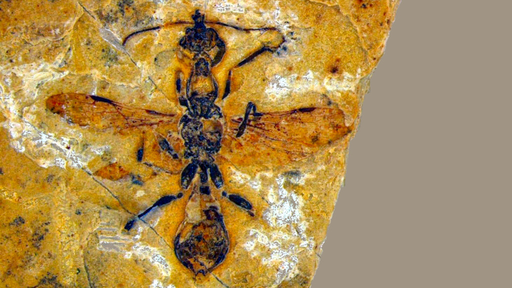 Однако бразильцам повезло найти муравья в известняке.