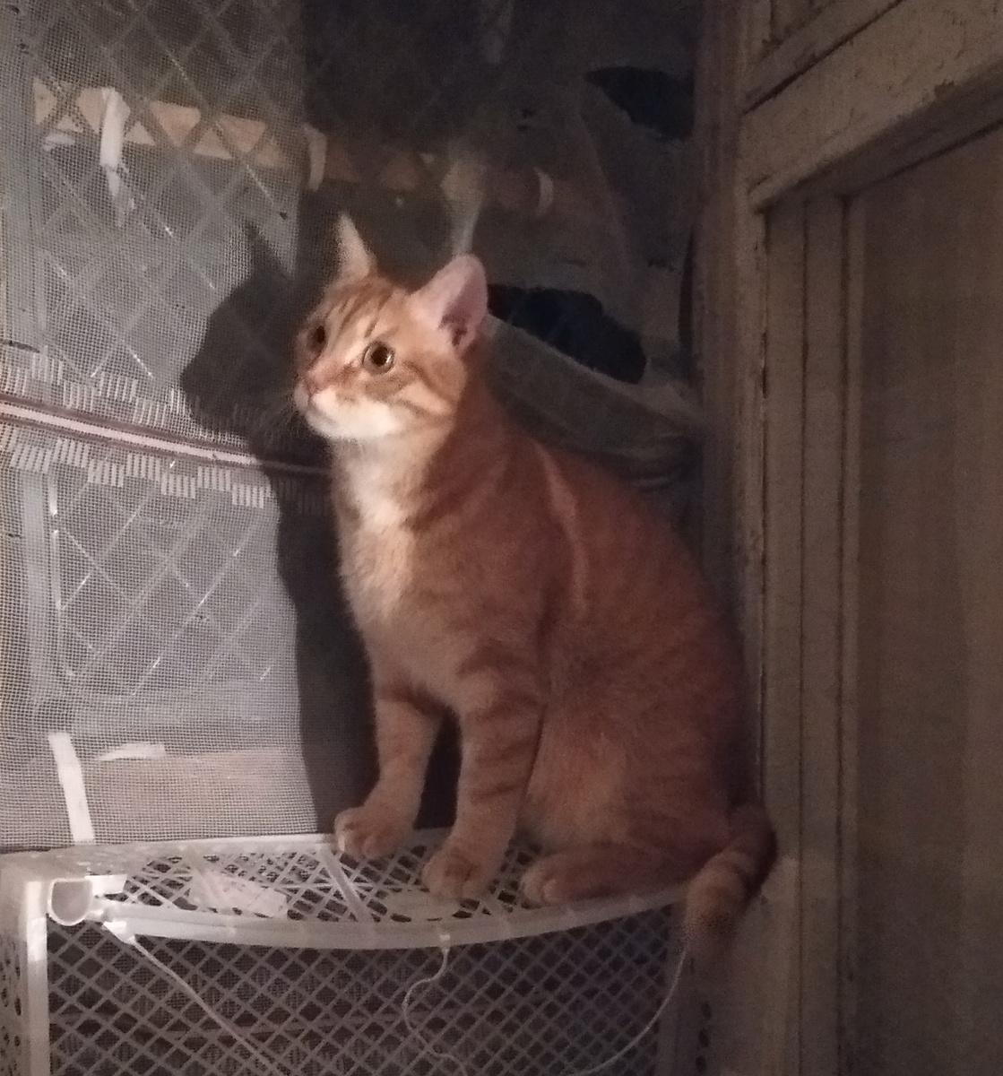 личное  фото.