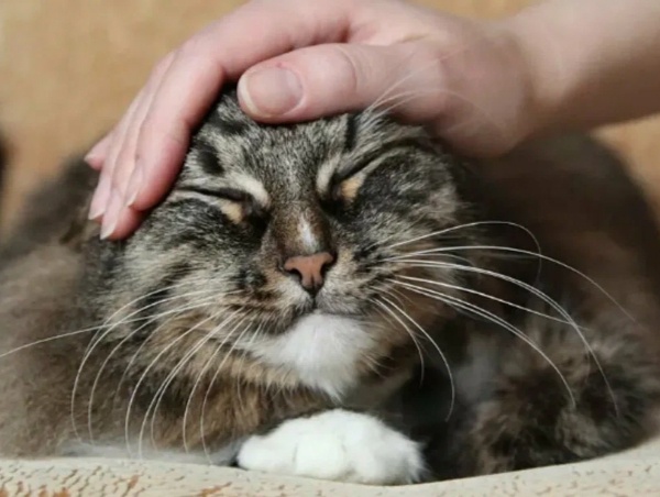 Что бесит кошку, когда ее гладят и почему она может кусаться в этот момент