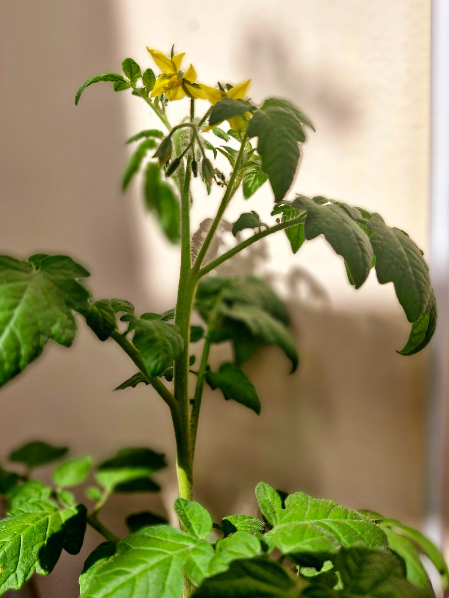 Красота моя