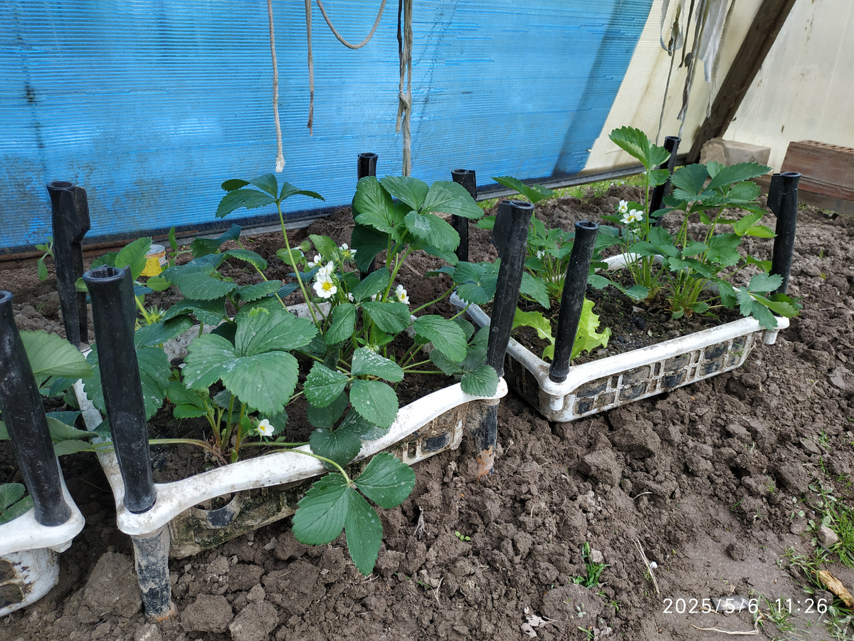 Моя опытная грядка