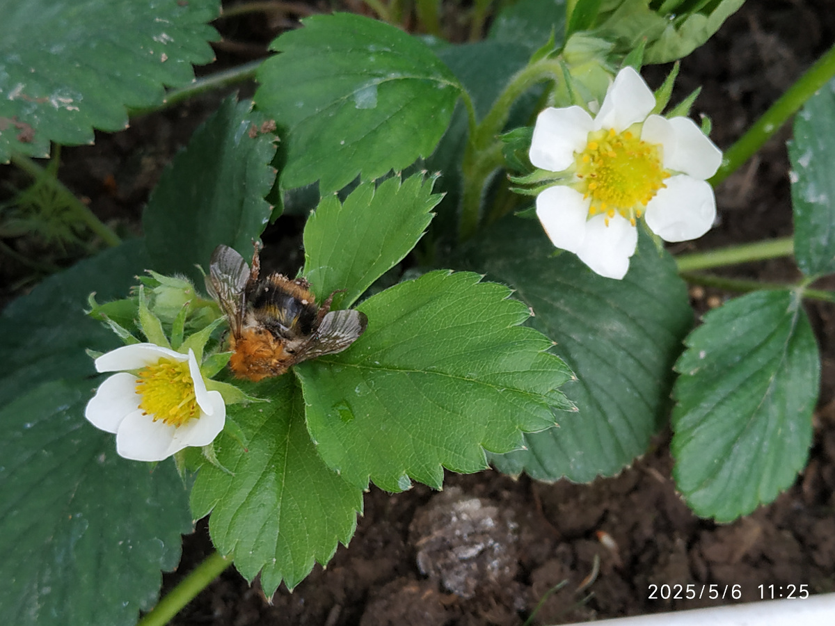 Мохнатый шмель на...