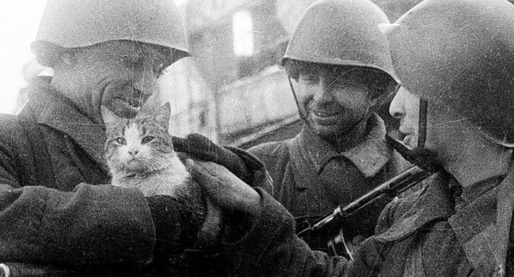 Как животные помогали людям во время Великой Отечественной войны