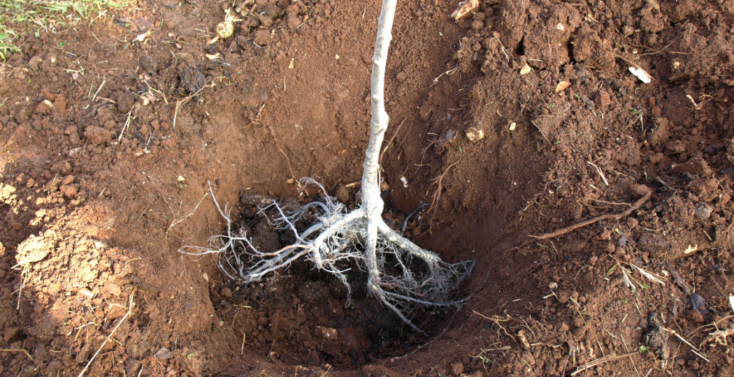 Где посадить грушу, чтобы она плодоносила десятилетиями? 3 правила идеального места + советы для вашего сада