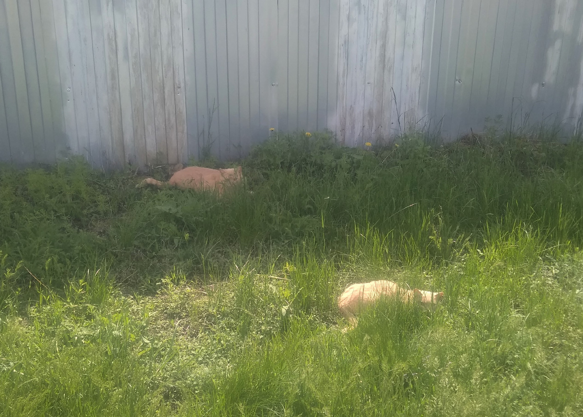 гдето ещё один должен быть