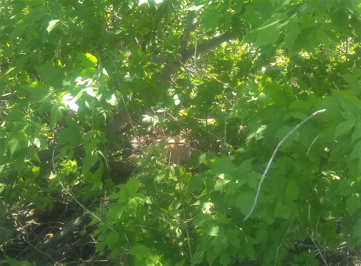 ну этот получше спрятался.