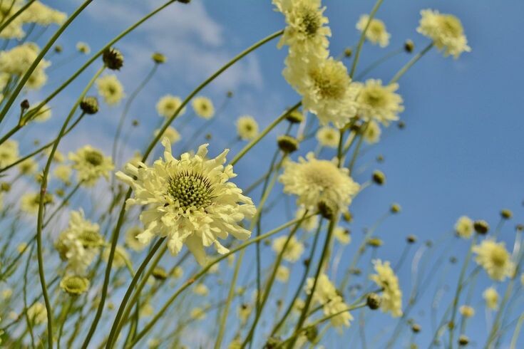 Очень красивый цветок. Если любите ромашки, то и "Цефалярия гигантская" будет радовать вас.