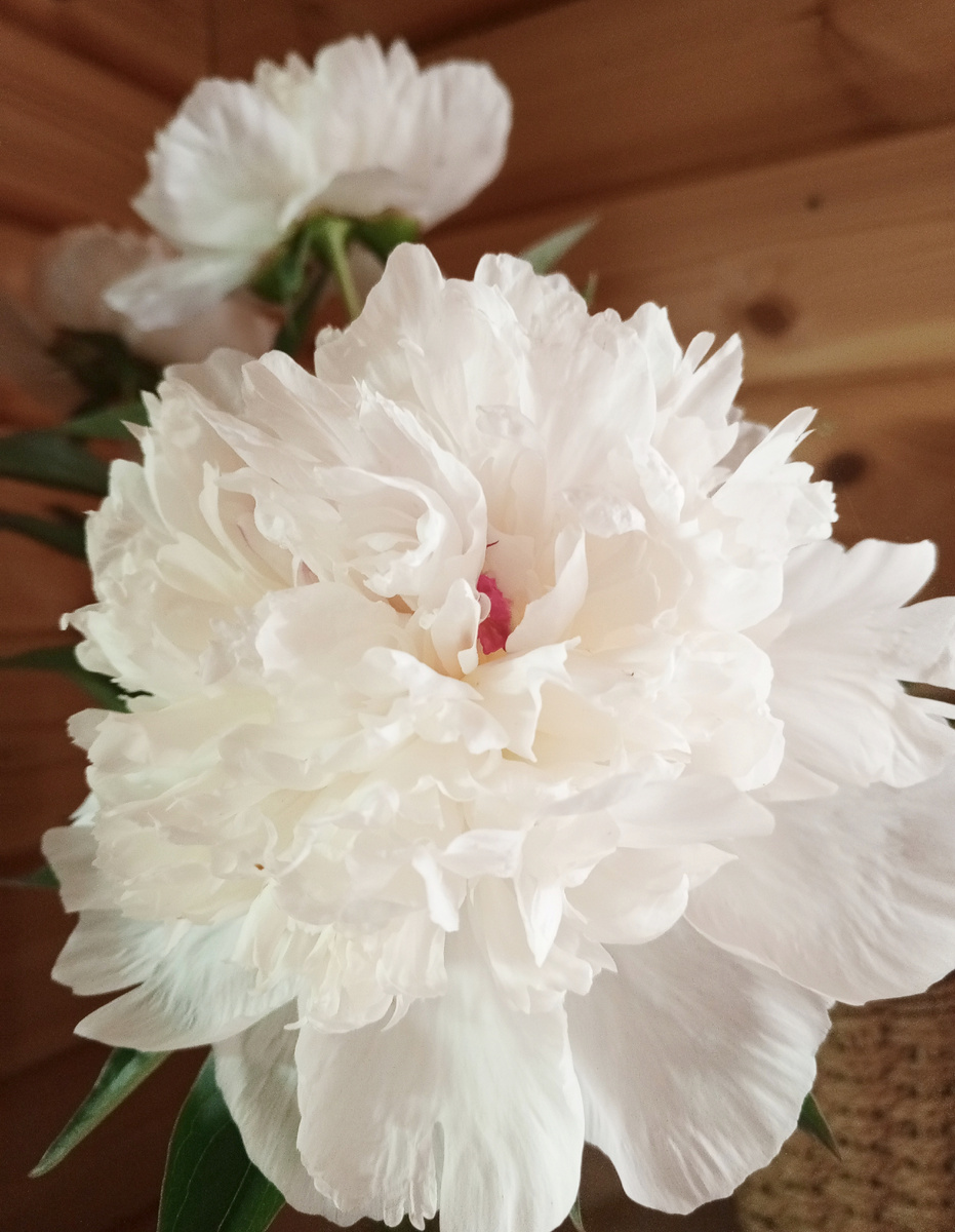 Так пионы цвели в прошлом году. У белых - превосходный аромат! 