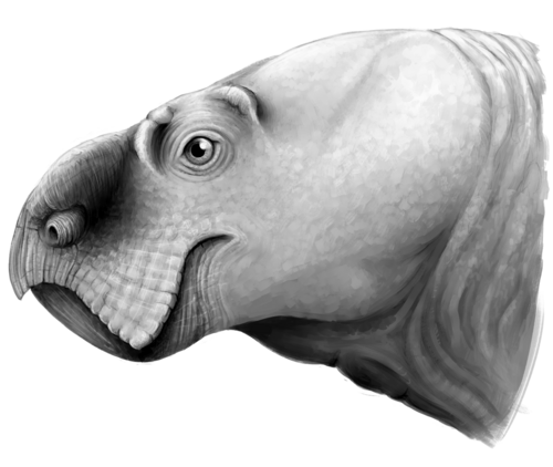 Портретная реставрация уфудоциклопа.