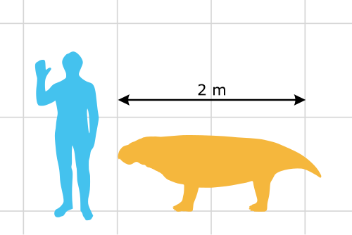 Размеры уфудоциклопа по сравнению с человеком.