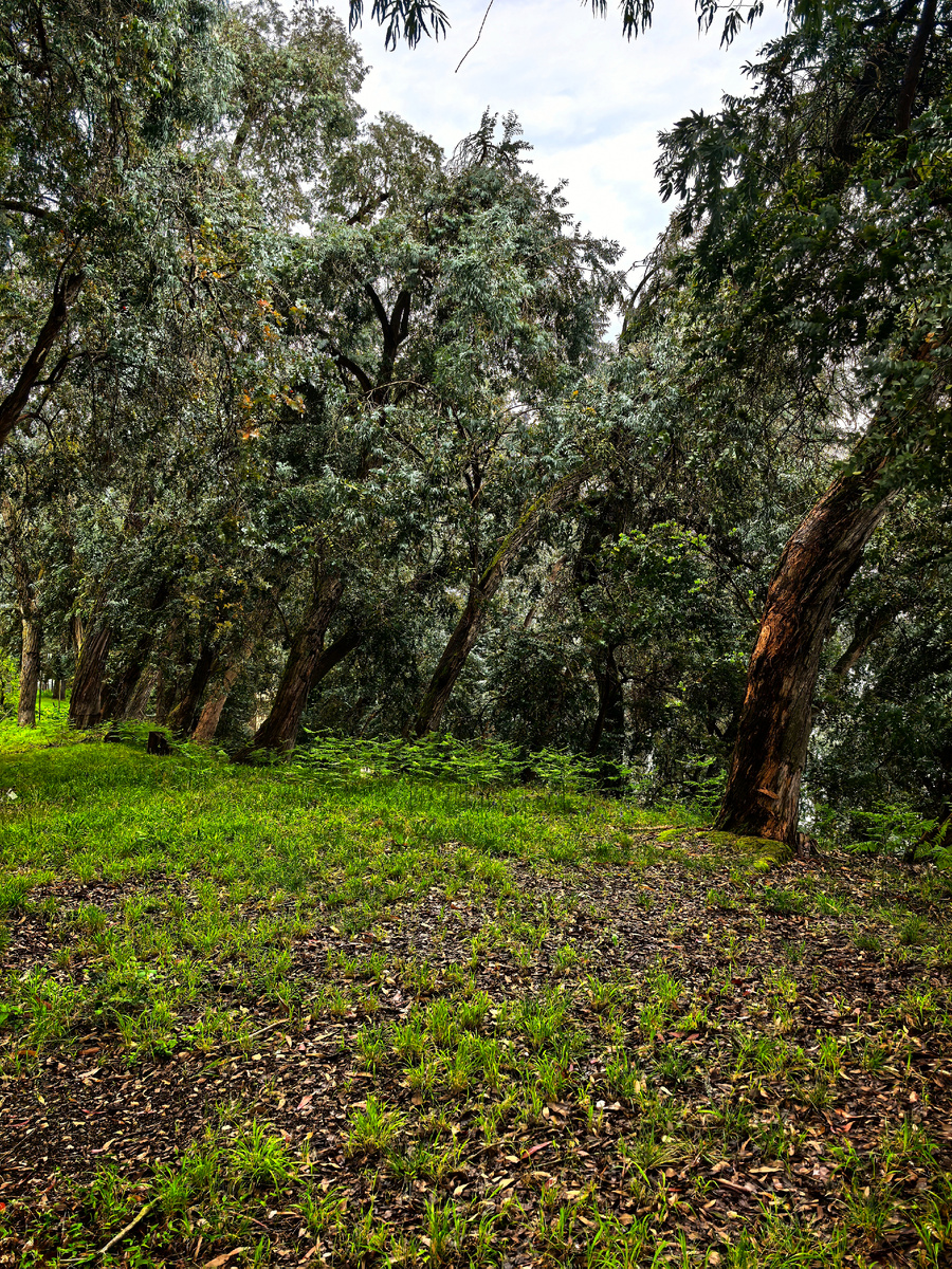 Эвкалиптовые заросли на территории пансионата