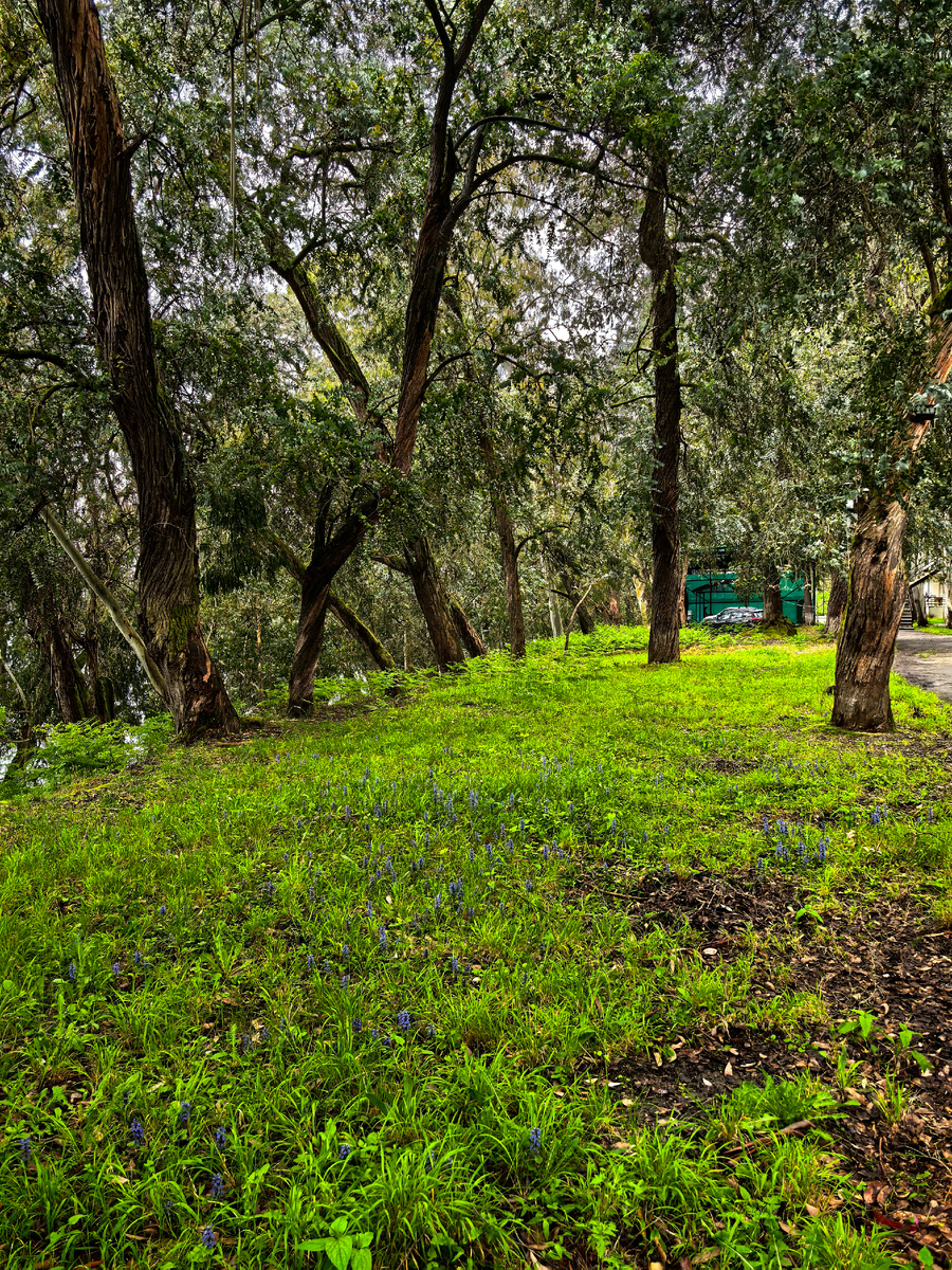 Эвкалиптовые деревья