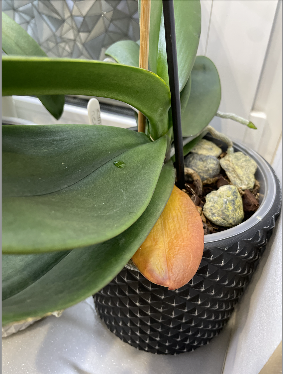 Правильное желтение листа орхидеи фаленопсис