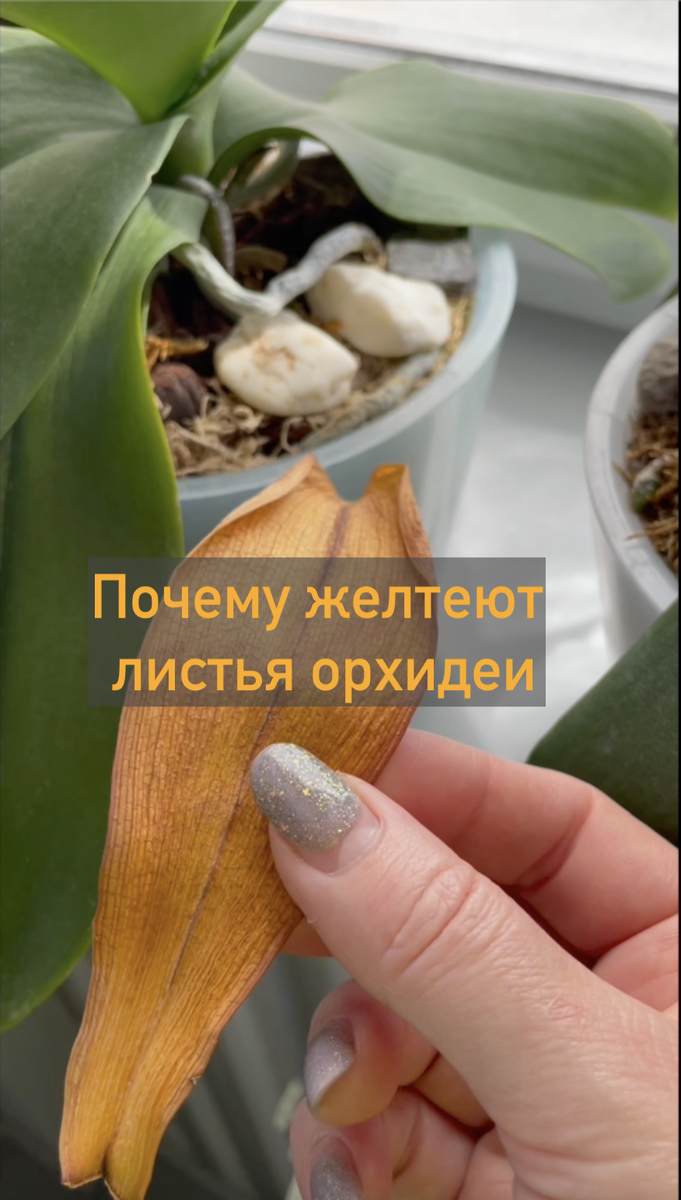 Почему желтеют листья орхидеи