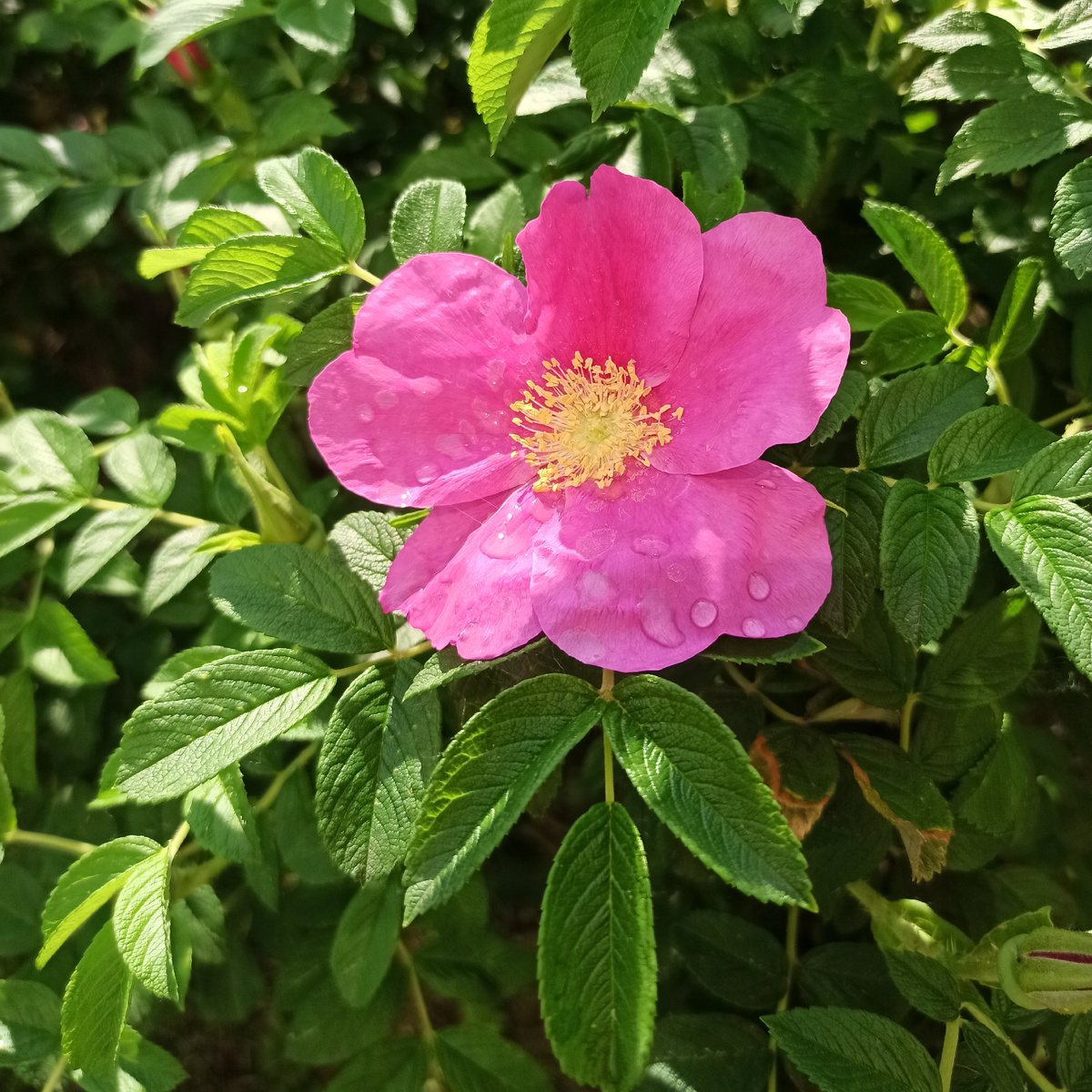 Цветок розы ругозы