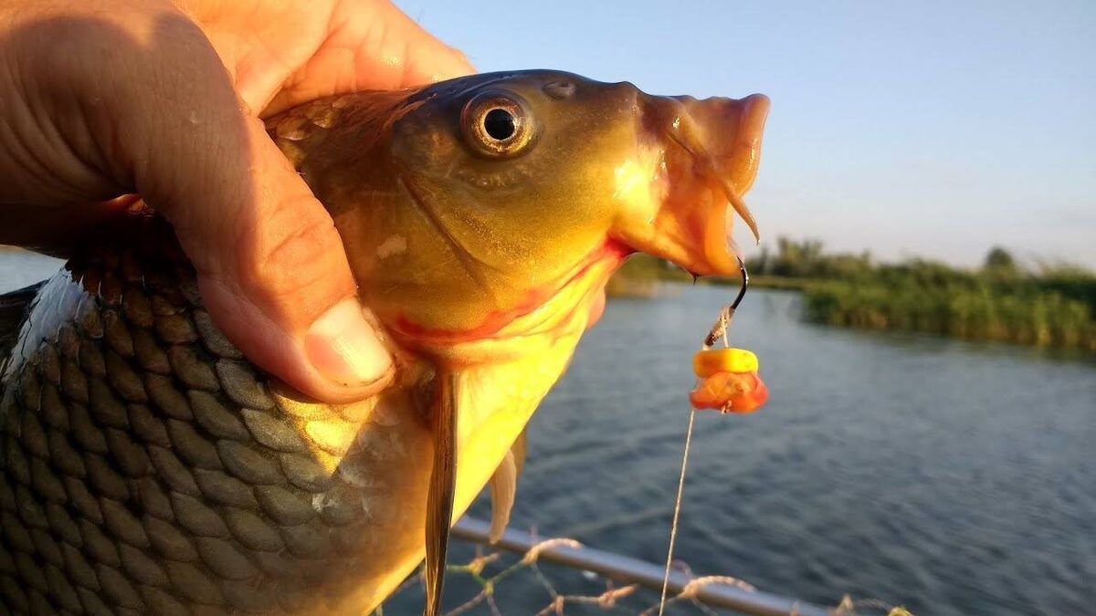 Карп пойманный летом🎣👍