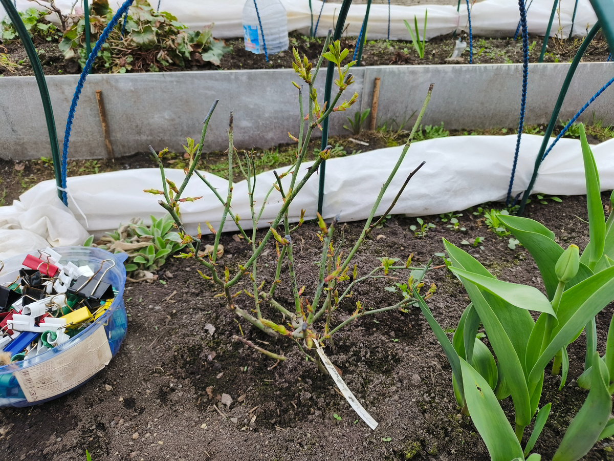 Пурпл сплеш, плетистая. Пока маленькая нечего поднимать)