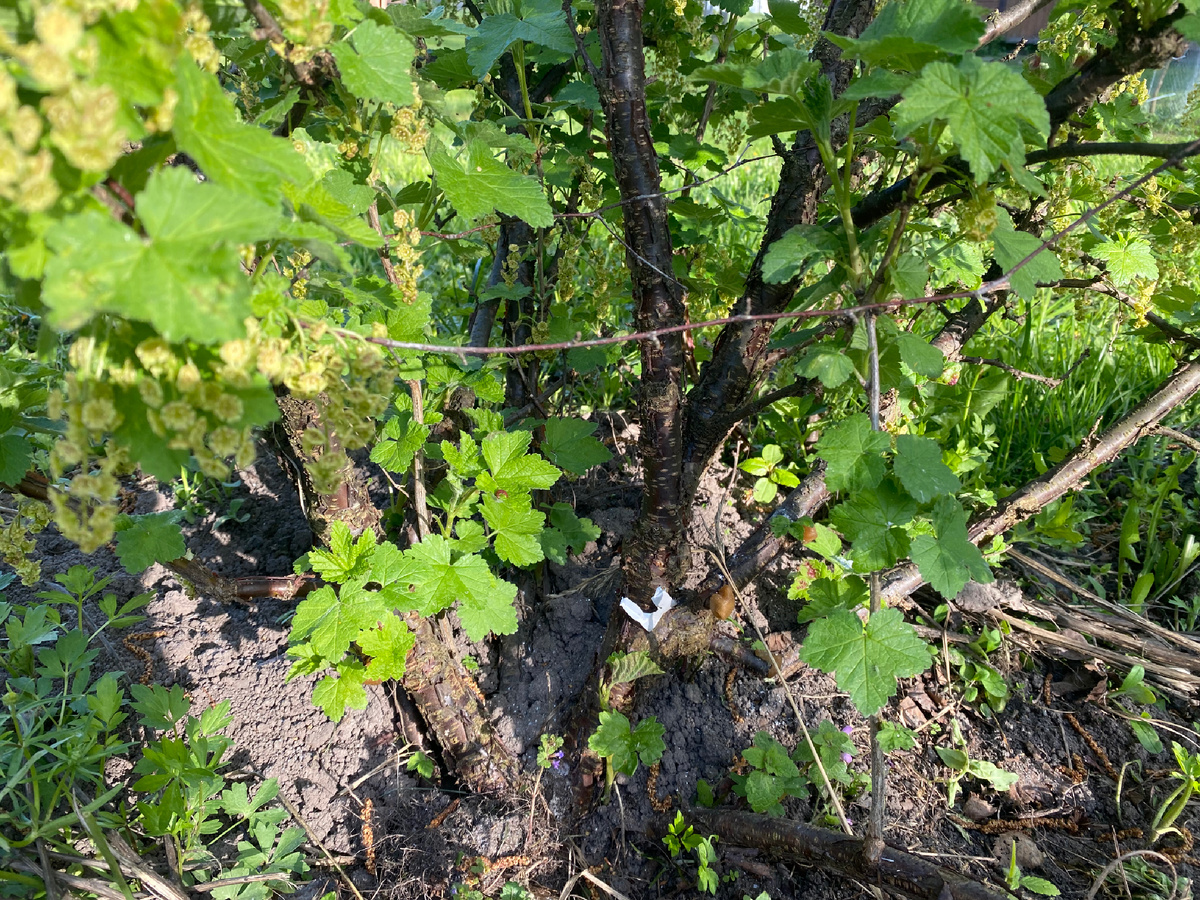 Освободила прикорневую область