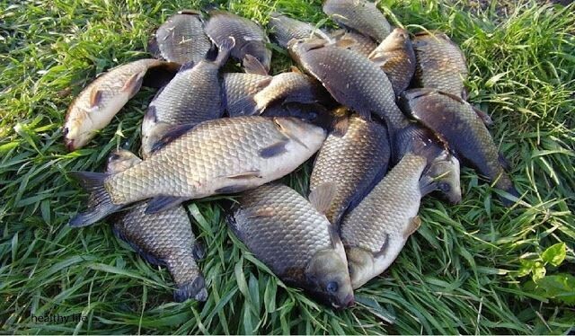 Карась пойманный летом❤🎣