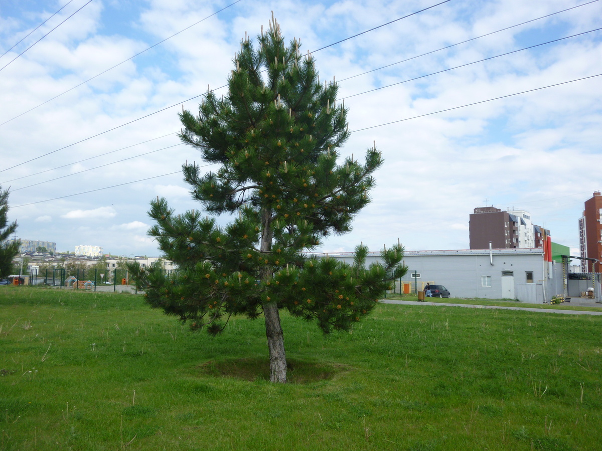 Деревья радуются весне