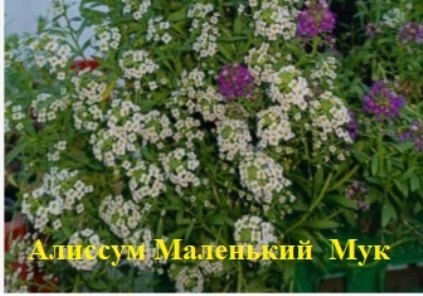 Алиссум  Маленький Мук