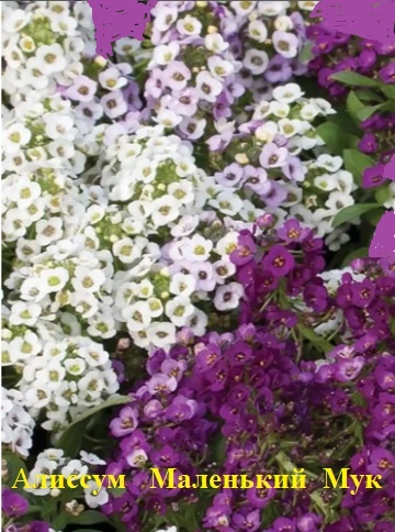Алиссум  Маленький Мук