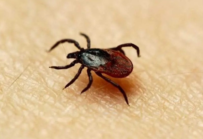 Яндекс картинки, взято отсюда aksam.com.tr

