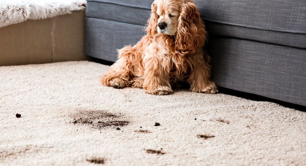 Эффективные средства для удаления пятен, запахов и шерсти в домах, где есть домашние животные