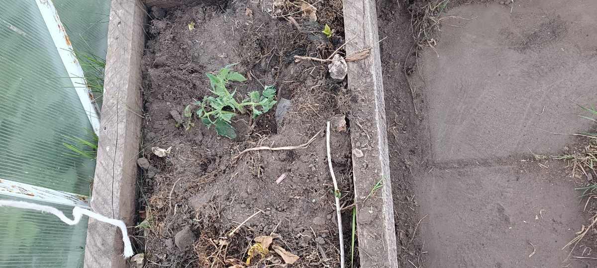 Укорененный пасынок ф2 кримсон краш