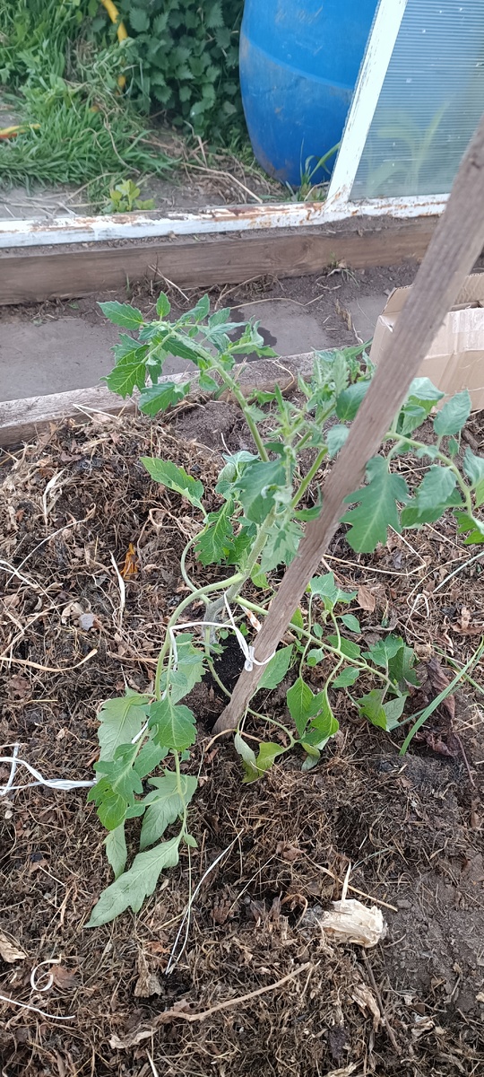 Сортовой Карапуз