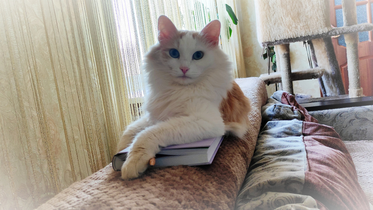 Не правда ль я хорош!