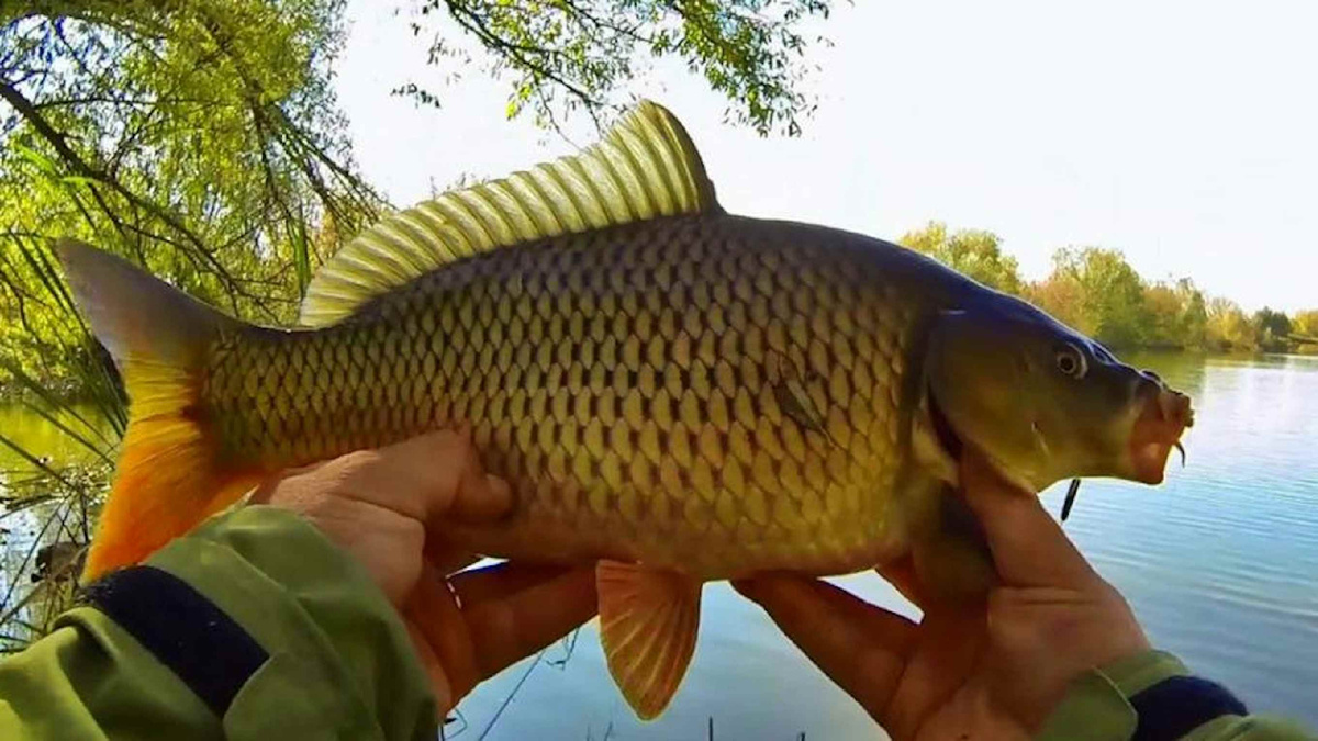 Карп пойманный весной.