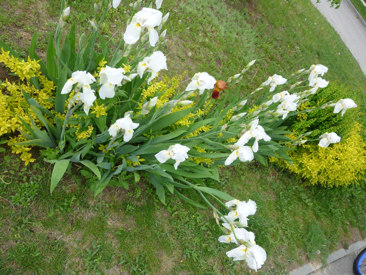 Зацвели ирисы!