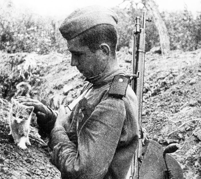 Кошки во время Великой Отечественной войны