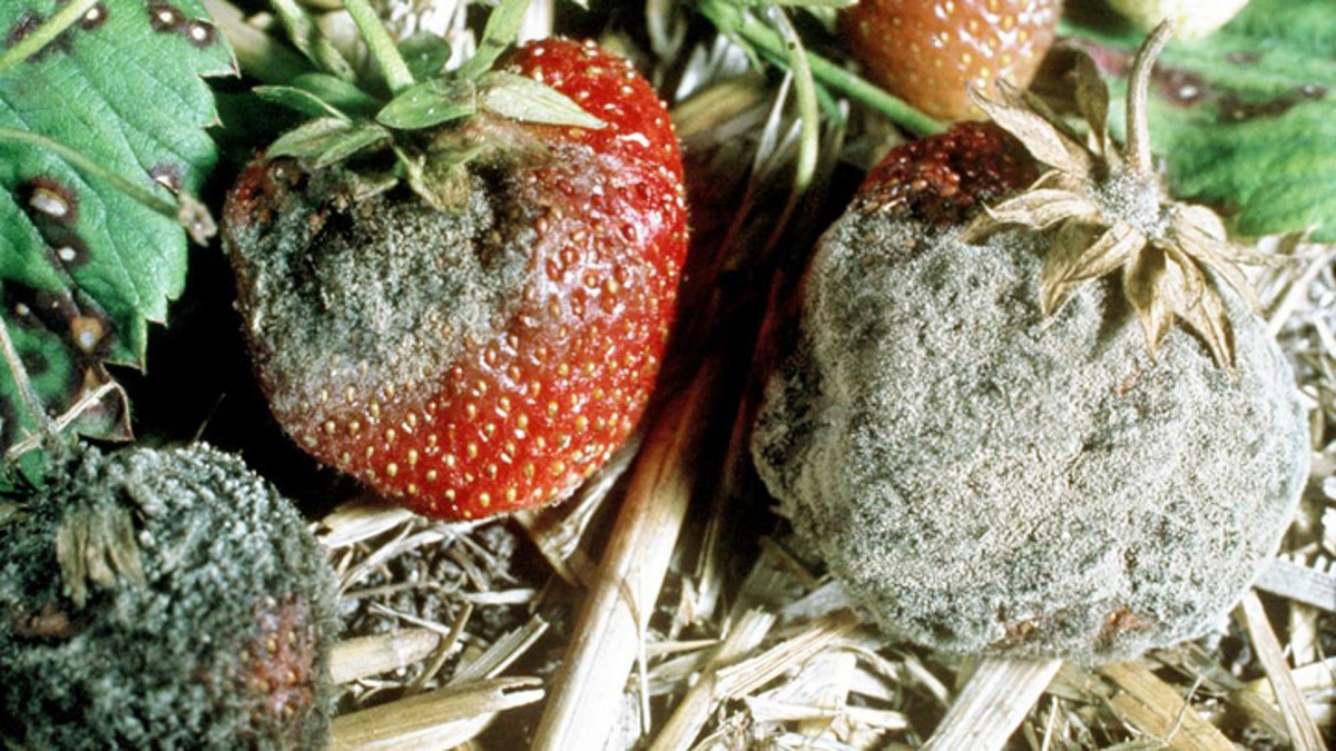Серая гниль может быстро испортить урожай. Научитесь распознавать первые признаки заболевания, чтобы спасти свои ягоды. 🔍