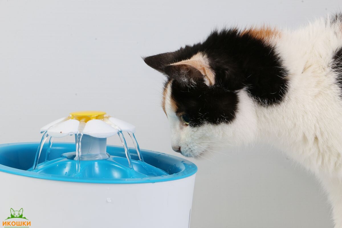 Кошка пьет из фонтанчика 